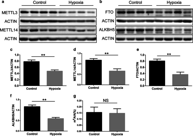 Postnatal Hypoxia Could Cause Pulmonary Hypertension Due to Low Expression of METTL3